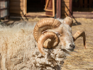 Portrait of male mini sheep or Ovis aries. Furry farm animal in paddock near barn. Animal husbandry.