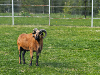 West African dwarf domestic sheep or jallonke. Cameroonian sheep is grazing in paddock.