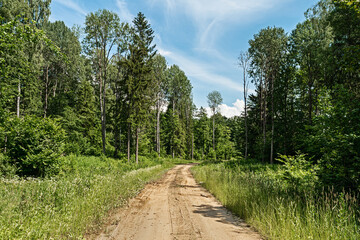 Fototapeta na wymiar Sandy road with a right turn in a green forest. The side of the country road is overgrown with dense grass and trees. Summer sunny day in the forest. Nature landscape background