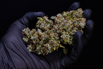 Flor de cannabis, marihuana , cogollo, ak mandarine, sobre guante negro 