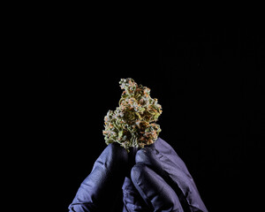 Flor de cannabis, marihuana , cogollo, ak mandarine, sobre fondo negro 