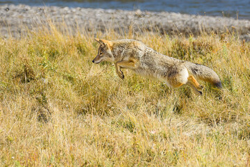 Coyote in Yellowstone National Park jumping in seach of a meal against the yellow grass of fall