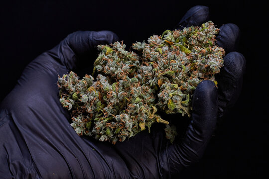 Flor de cannabis, marihuana , cogollo, ak mandarine, sobre guante negro 