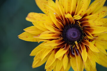 yellow red flowers rudbeckia flower buds macro photography