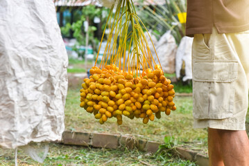 Fresh dates from the palm tree Udon thani, thailand