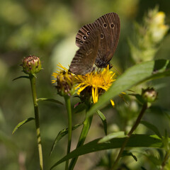 Obraz premium Schmetterling