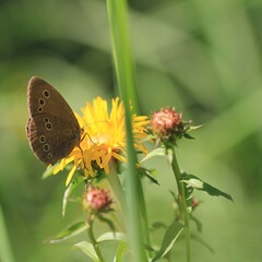 Schmetterling