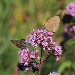 Schmetterling