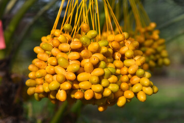 Fresh dates from the palm tree Udon thani, thailand