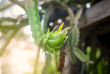 Dragon fruit on plant, Raw Pitaya fruit on tree.