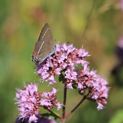 Schmetterling
