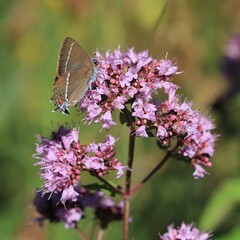 Schmetterling