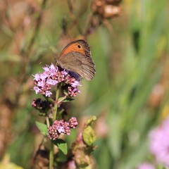Schmetterling