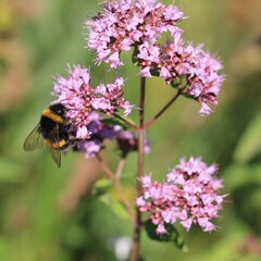 Hummel