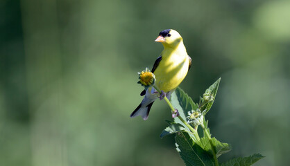 American Gold finch perched on flower plant