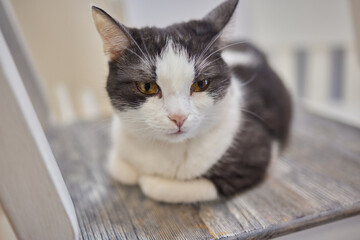 cat lying down on wooden table looking at camera.