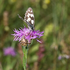 Schmetterling