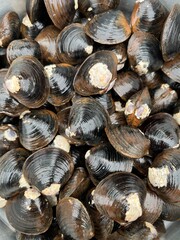Large Japanese shijimi clam seafood background
