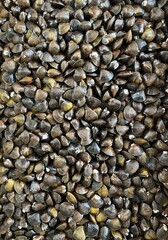 Small shijimi basket clam shells