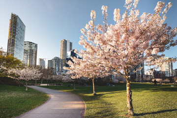 Spring in the park, Parc David Lam, Vancouver, Canada - obrazy, fototapety, plakaty