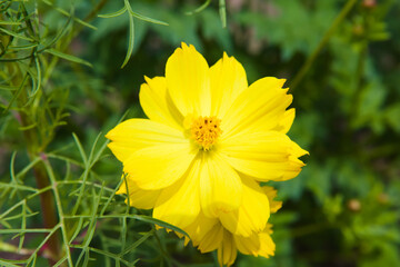 黄色いコスモスのクローズアップ
