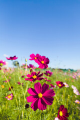 青空とピンクのコスモス	