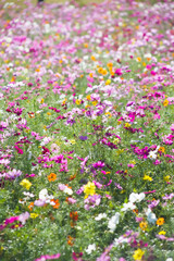 Obraz premium 鹿児島市農業センターのコスモス畑 