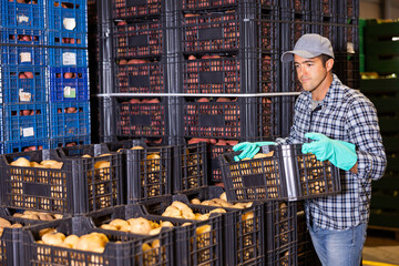 Man worker stacking crates full of potatoes in vegetable warehouse.