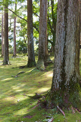 飫肥城内の飫肥杉	