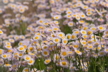Light pink daisy plant flowers growing outdoors in summer © Alexandra Scotcher