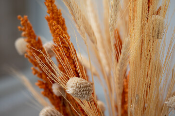 Ears of wheat in orange color with dried wheat for decoration