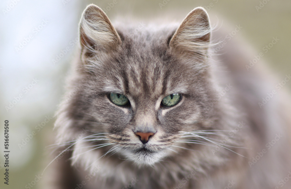 Wall mural portrait of a cat