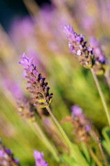 lavender flowers in natural state tilted. portrait format