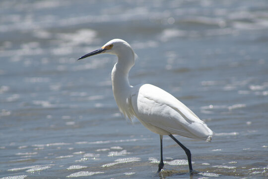 Egret On Beach