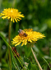 Bee pollinating Dandelion