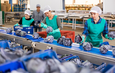 Focused female workers of vegetable sorting factory checking and peeling red cabbage heads running...