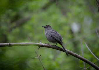 Gray bird