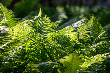 Fern landscapting