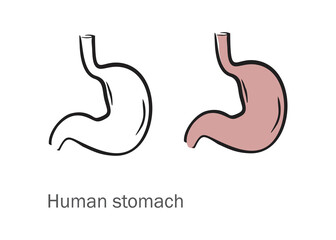 Fototapeta premium simplified graphic, basic lines, human stomach