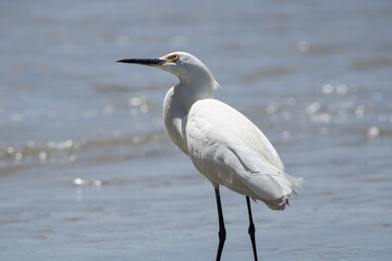 Egret on the beach 