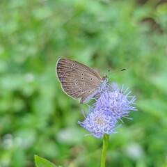 butterfly on a flower