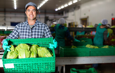 Fototapeta premium Portrait of positive man vegetable factory worker holding crate full of fresh lettuce and smiling.
