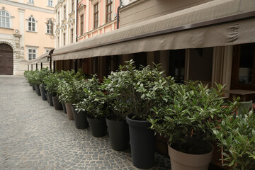Fototapeta na wymiar Beautiful bright bushes in plant pots on city street