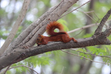 red squirrel on a tree