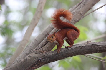 squirrel on tree