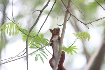 squirrel on a tree