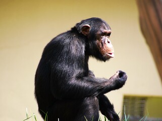 円山動物園のチンパンジー