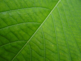 Fototapeta na wymiar detailed green leaf texture