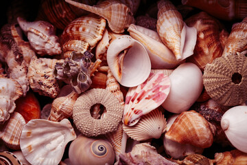 a lot of seashells diverse form on background