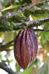 cocoa pod